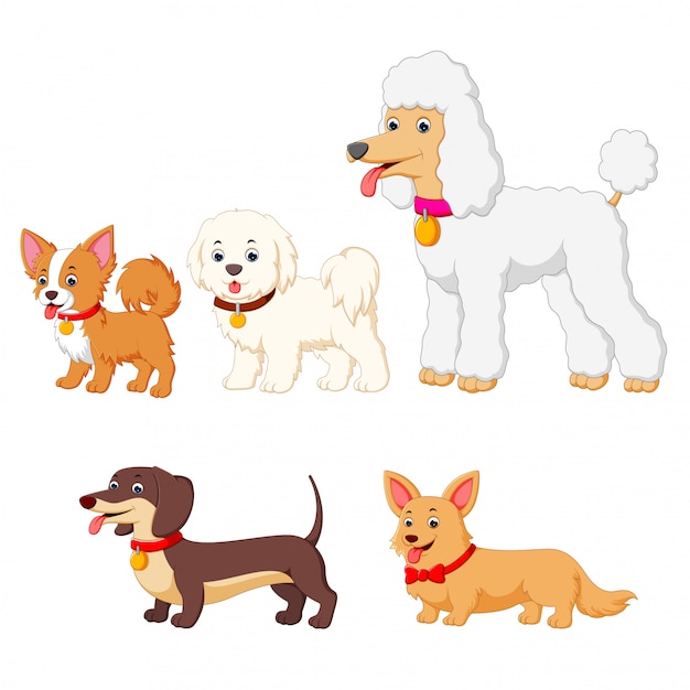 Vector set collection of different kind of dogs