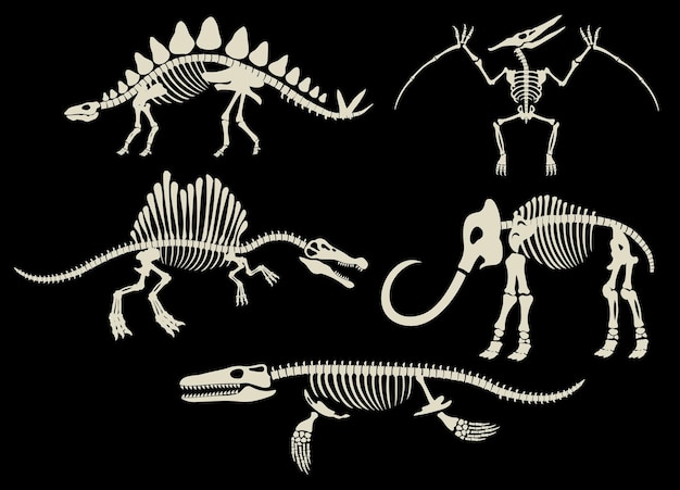 벡터 공룡 화석 고고학 흑백 세트 컬렉션