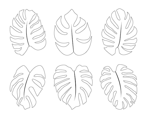 Set collection of outline drawing monstera leaf vector