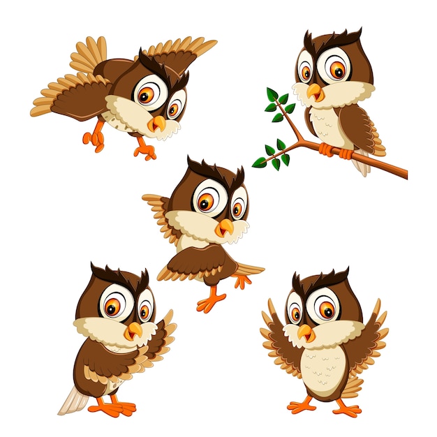 Set collection of  owl bird cartoon