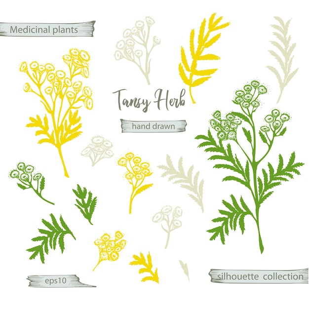 Vector set color hand drawn silhouette of tansy lives and flowers isolated on white background retro vintage graphic design botanical sketch drawing engraving style