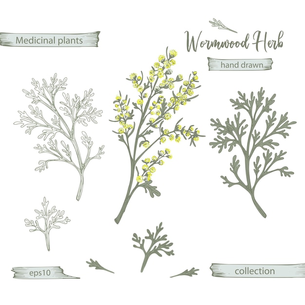 Vector set color hand drawn of wormwood lives and flowers isolated on white background retro vintage graphic design botanical sketch drawing engraving style