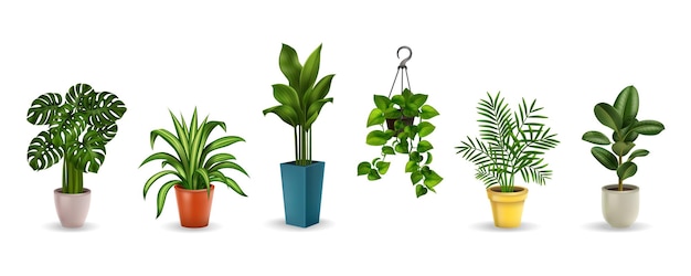 다양한 모양의 사실적인 벡터 삽화의 냄비에 있는 다른 집 식물의 컬러 이미지 세트