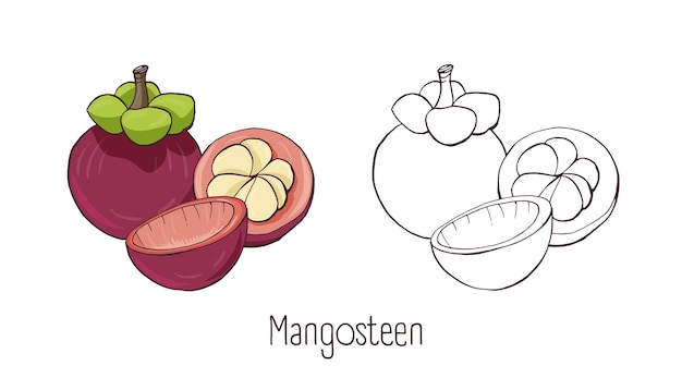 Set of colored and monochrome contour drawings of whole and cut mangosteen