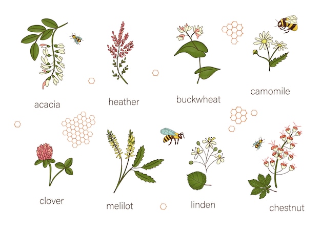 Vector set of colored wild flowers. n of acacia,heather,chamomile