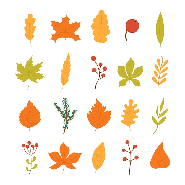 Set of colorful autumn leaves and berries isolated on white background. Yellow autumnal garden leaf, red fall leaf and fallen dry leaves. Simple cartoon flat style,