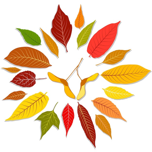 Set of colorful autumn leaves isolated on white background vector