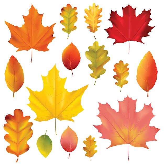 Vector set of colorful autumn leaves in. isolated on white