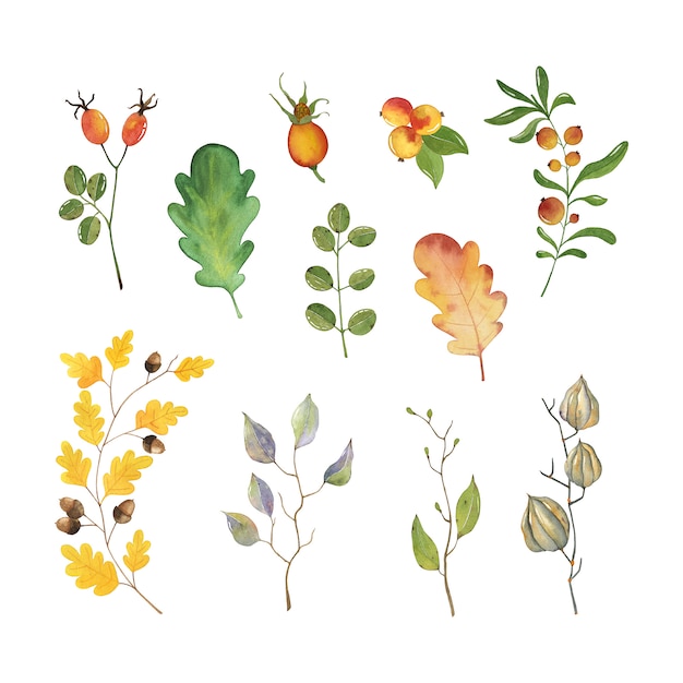 Vector set of colorful autumn leaves. watercolor illustration isolated on white background.