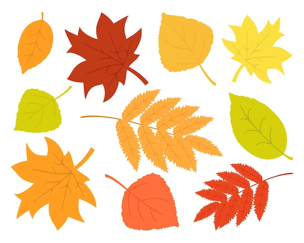 Vector set of colorful autumn leaves on white background