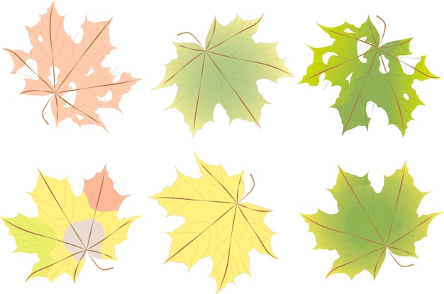 Set of colorful autumn leaves