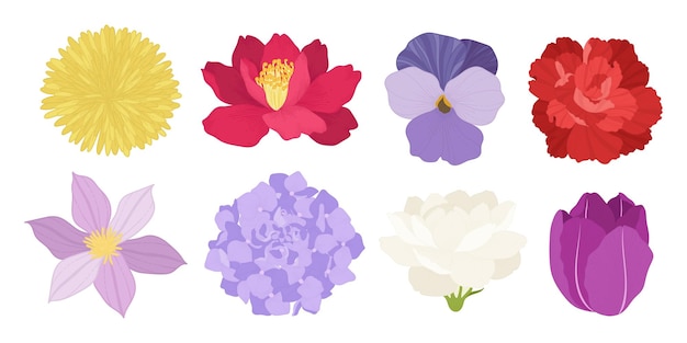 Vector set of colorful blooming flowers illustration