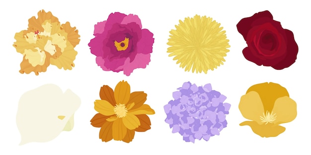 Set of colorful blooming flowers illustration