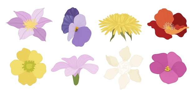 Vector set of colorful blooming flowers illustration