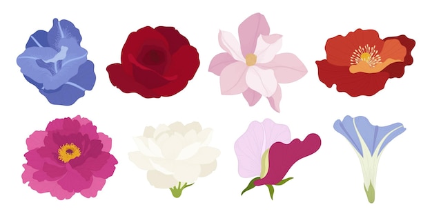 Vector set of colorful blooming flowers illustration