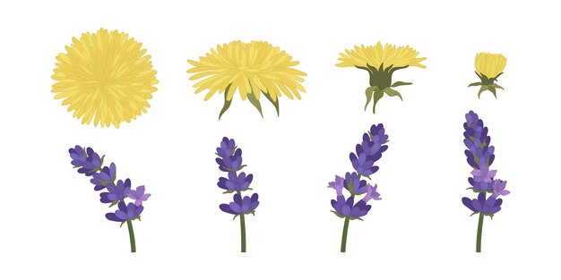 Set of colorful blooming flowers illustration