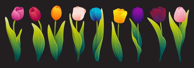 Set of colorful blooming tulips