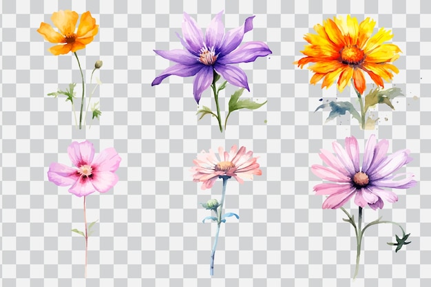 A set of colorful flowers on a transparent background.