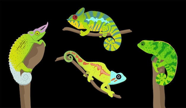 Vector set of colorful hand drawn chameleons