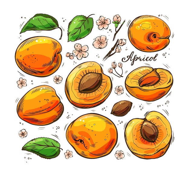 Vector a set of colorful juicy apricots on a white background.  hand-drawn illustration.