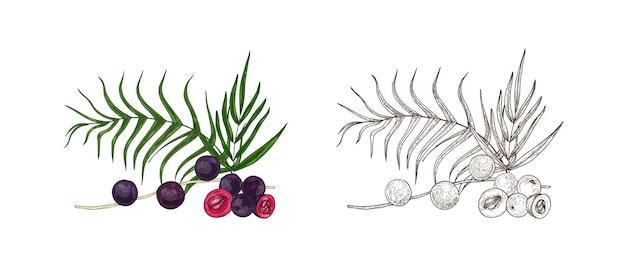 Set di disegni colorati e monocromatici di bacche di acai e foglie di palma. prodotto superfood, integratore alimentare disegnato a mano su sfondo bianco. elegante illustrazione vettoriale realistico in stile vintage.