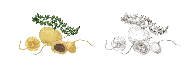 Набор красочных и монохромных рисунков мака или перуанского женьшеня. Свежий корнеплод, органические овощи, суперпродукты для здорового питания рисованной на белом фоне. Реалистичные векторные иллюстрации.