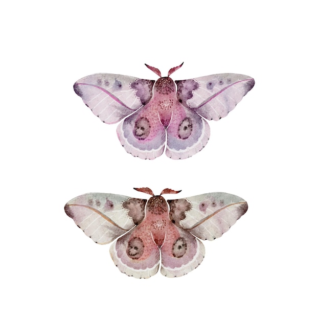 set of colorful night butterflies close up watercolor hand painted illustration