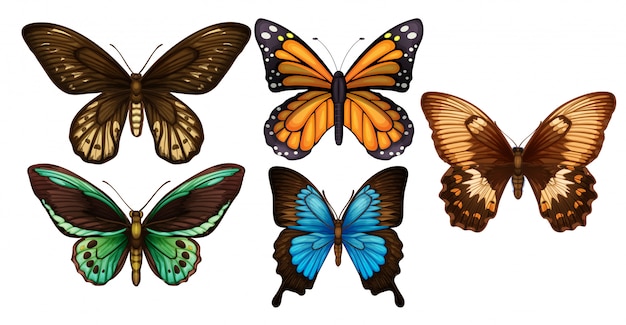 A set of colourful butterfly