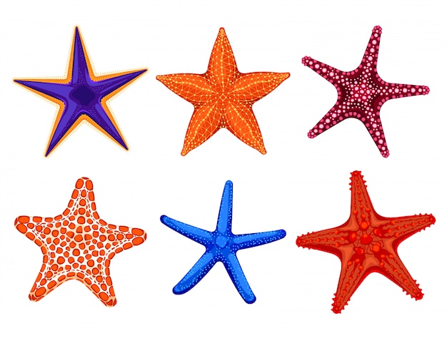 Vector set of colourful realistic starfishes