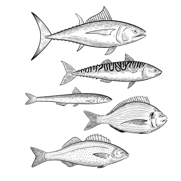 Set of commercial fishes species seafood fish