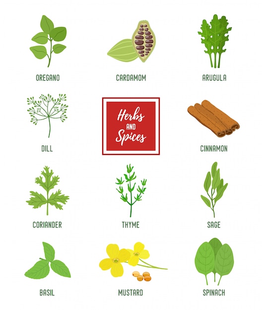 Vector set of condiments, vegetarian herbs, organic scented plants