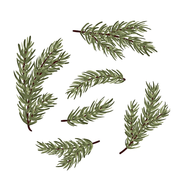 Vector set of conifer branches vector illustration set pine spruce cedar larch fir tree branches winter
