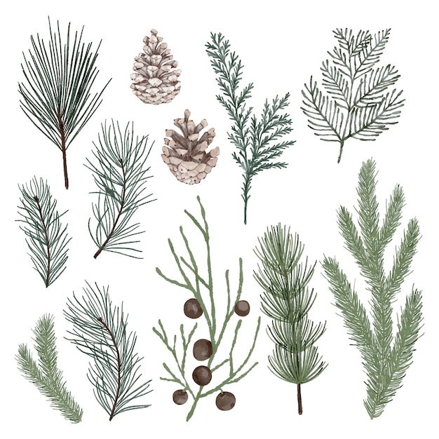 A set of coniferous branches and cones