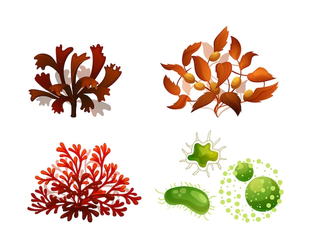 Set coral seaweed underwater marine flora marine aquarium flora differents seaweeds red algae