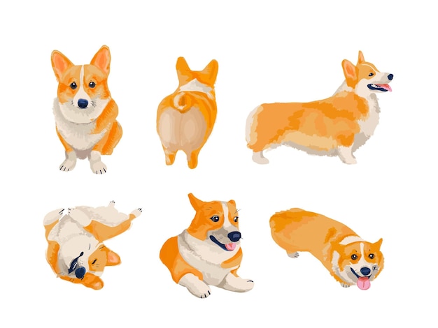 Set corgi honden in verschillende poses in een aquarel stijl vectorillustratie