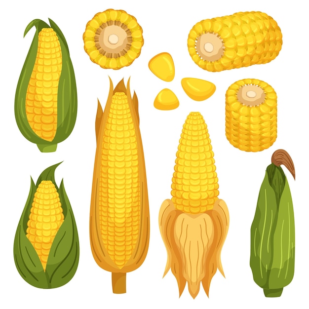 Set of Corn Cobs Are The Husked Cylindrical And Edible Part Of The Corn Plant Corn Seeds Or Kernels Are The Small Goldenyellow Structures Found In Rows On The Cob Cartoon Vector Illustration