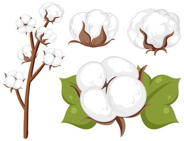 Vector set of cotton flowers isolated