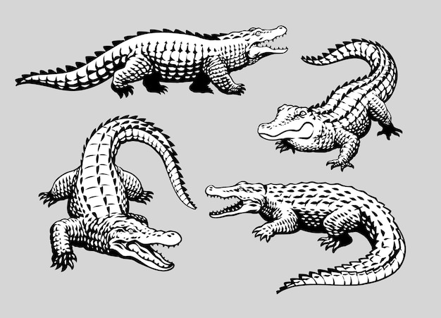 Set of crocodile hand drawn