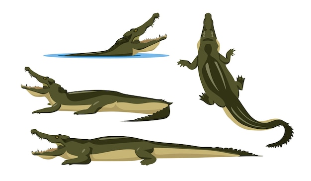 Set of crocodiles in different angles and emotions in cartoon style Vector illustration of predators African animals isolated on white background