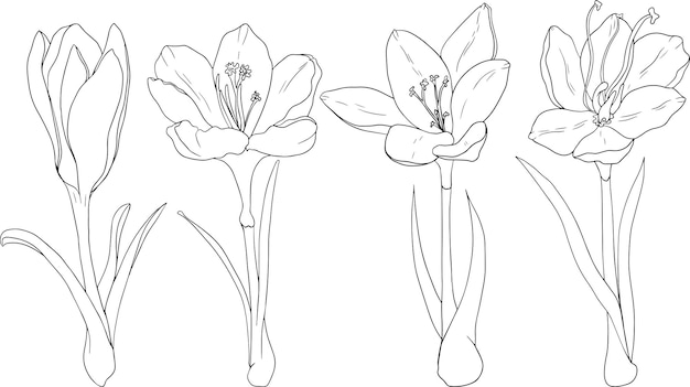 Set crocus flowers Hand drawn spring flowers Monochrome vector botanical illustrations in sketch