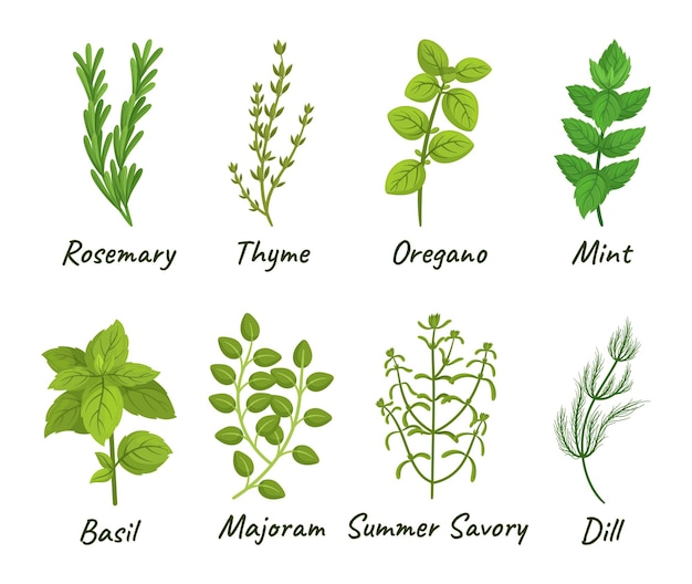 Set Of Culinary Herbs Consisting Of Various Aromatic Plants Used For Cooking Such As Basil Thyme Rosemary And Oregano