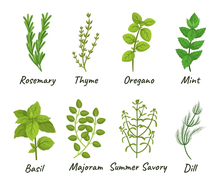 Vector set of culinary herbs consisting of various aromatic plants used for cooking such as basil thyme rosemary and oregano