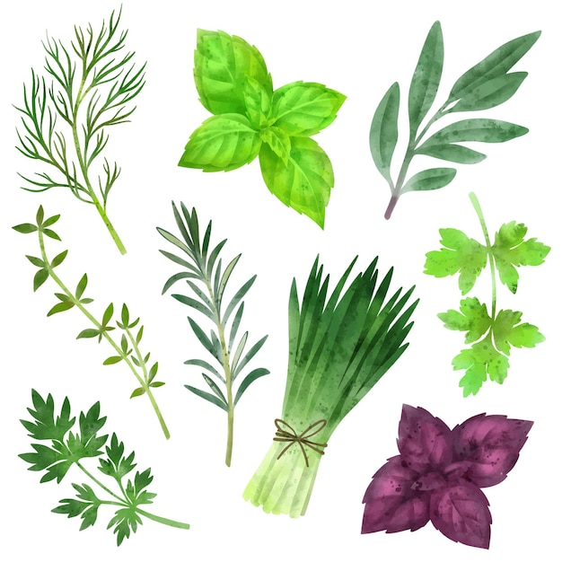 Set of culinary herbs hand drawn   watercolor