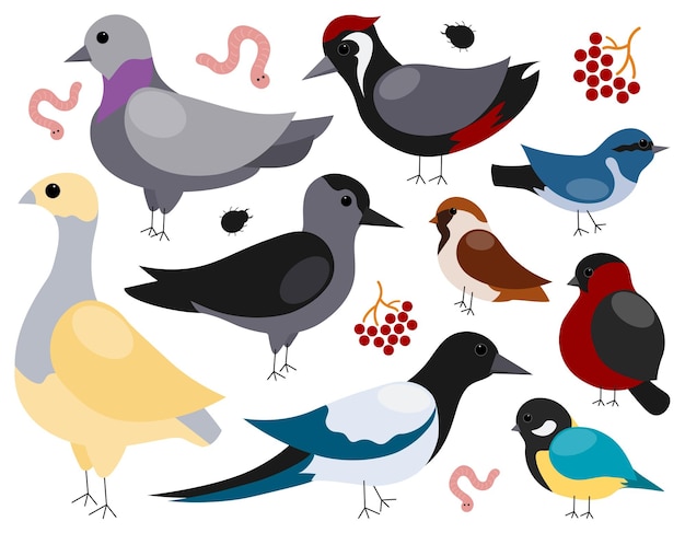 Set of cute cartoon winter birds isolated on white background. Vector illustration.