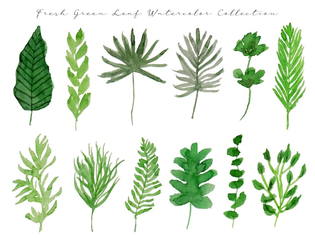 a set of cute hand painted spring green leaf watercolor