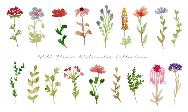 a set of cute hand painted wild flower watercolor