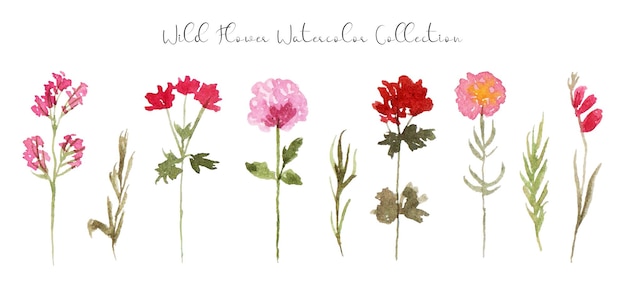 Vector a set of cute hand painted wild flower watercolor