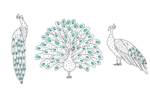 Vector set cute peacock zwarte omtrek contour, mooie dieren schets, vogel met grote veer staart illustratie