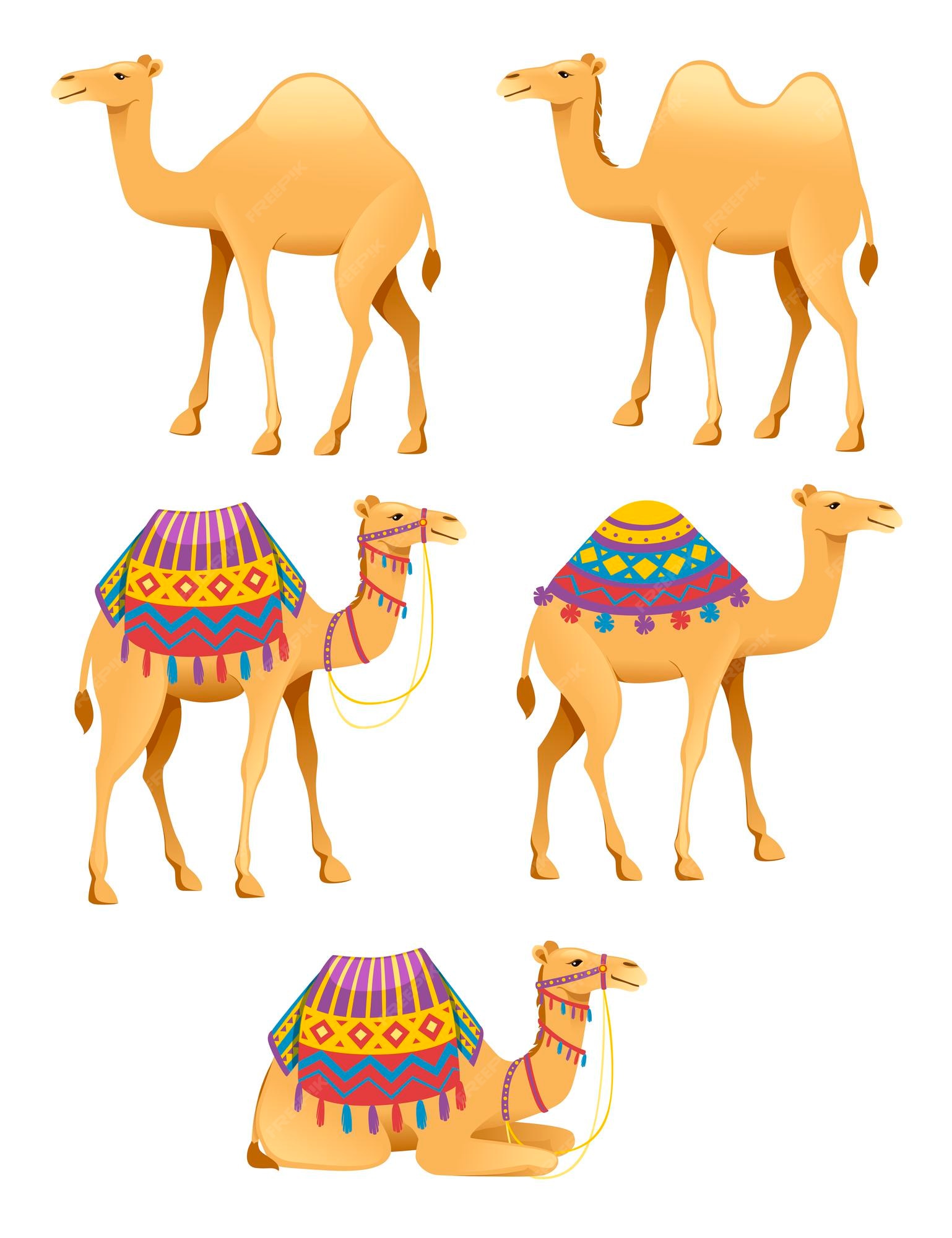 Premium Vector | Set of cute two hump and one hump camels with decorative  saddle cartoon animal design flat vector illustration isolated on white  background.