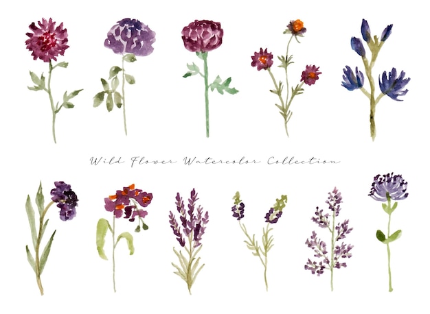 a set of cute wild flower watercolor